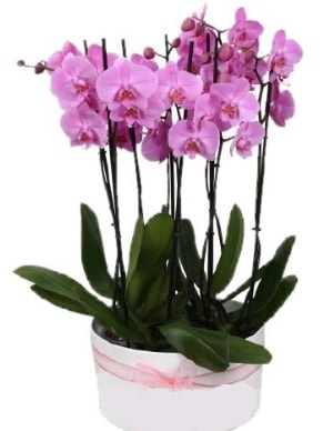 Beyaz seramik içerisinde 7 dallı mor orkide  Edirne online çiçek gönderme sipariş 
