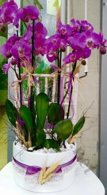 Seramik vazoda 4 dallı mor lila orkide  Edirne güvenli kaliteli hızlı çiçek 