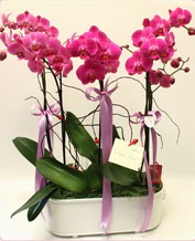 Beyaz seramik içerisinde 4 dallı orkide  Edirne uluslararası çiçek gönderme 