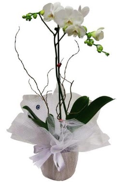 Tek dallı beyaz orkide  Edirne yurtiçi ve yurtdışı çiçek siparişi 