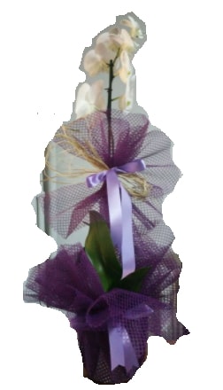 Tek dallı beyaz orkide süper kalite ithal  Edirne hediye sevgilime hediye çiçek 