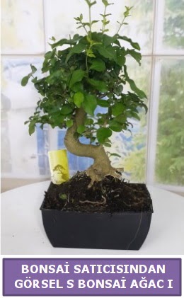 S dal eğriliği bonsai japon ağacı  Edirne cicek , cicekci 
