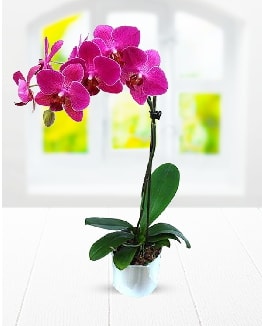 Tek dallı mor orkide  Edirne cicek , cicekci 