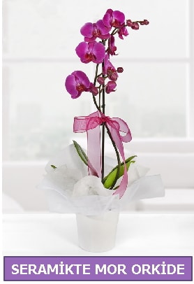 Seramik içerisinde birinci kalite tek dallı mor orkide  Edirne internetten çiçek satışı 