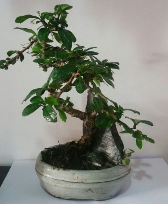 S şeklinde ithal bonsai ağacı  Edirne internetten çiçek siparişi 