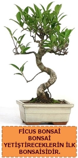 Ficus bonsai 15 ile 25 cm arasındadır  Edirne internetten çiçek siparişi 
