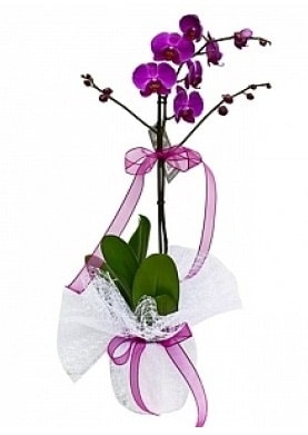 Tekli Mor Orkide  Edirne internetten çiçek siparişi 