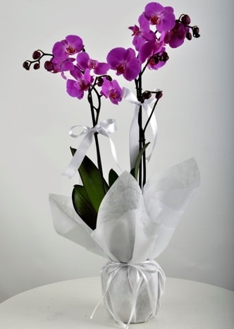 Çift dallı saksıda mor orkide çiçeği  Edirne kaliteli taze ve ucuz çiçekler 