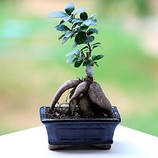 Marvellous Ficus Microcarpa ginseng bonsai  Edirne kaliteli taze ve ucuz çiçekler 