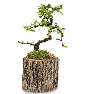 Doğal kütükte S bonsai ağacı  Edirne cicek , cicekci 