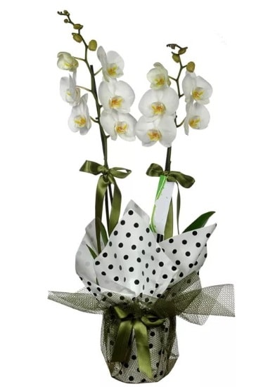 Çift Dallı Beyaz Orkide  Edirne İnternetten çiçek siparişi 