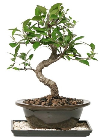 Altın kalite Ficus S bonsai  Edirne online çiçek gönderme sipariş  Süper Kalite