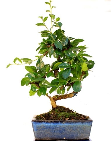 S gövdeli carmina bonsai ağacı  Edirne internetten çiçek siparişi  Minyatür ağaç
