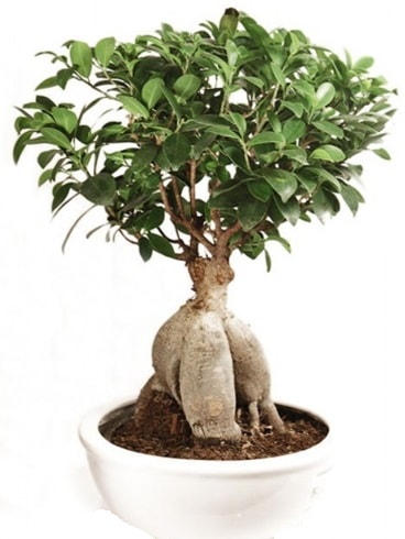 Ginseng bonsai japon ağacı ficus ginseng  Edirne internetten çiçek satışı 